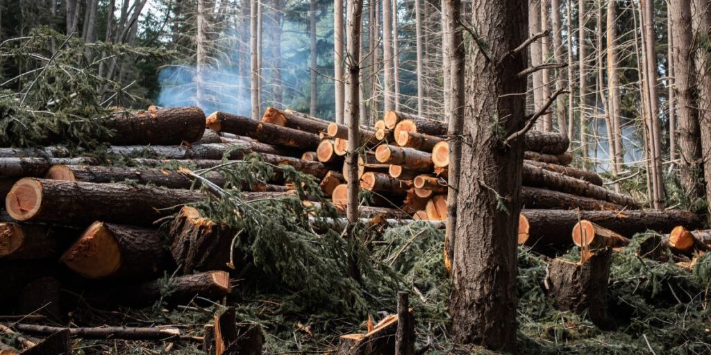Tree Removal in Westminster